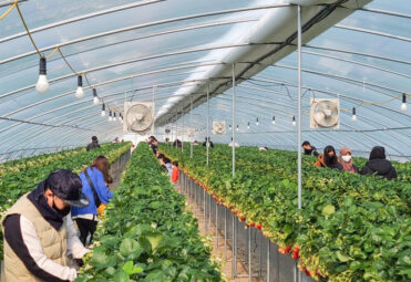 Nonsan-Onnuri-Strawberry-Farm